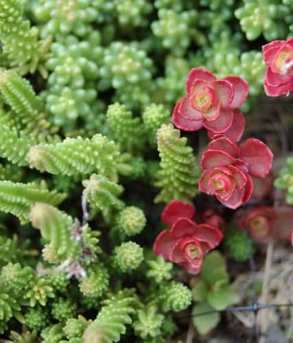 Extensive Green Roof | ECO BROOKLYN INC. - Green Design/Build Firm