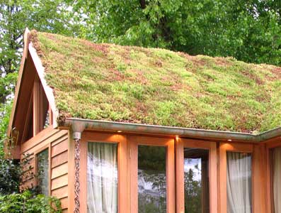 [Image: sedum_roof1_original.jpg]