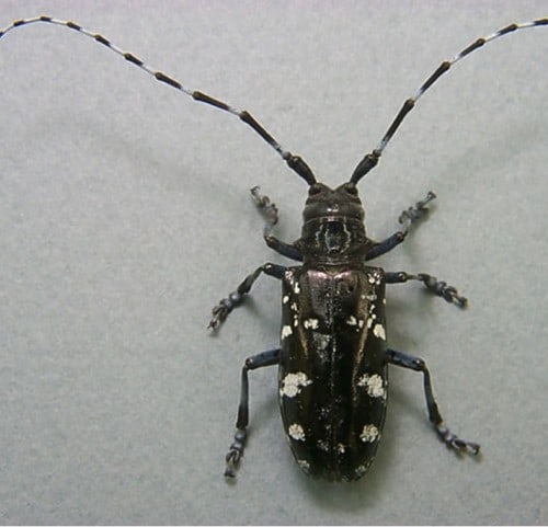 Longhorn Beetle Facts