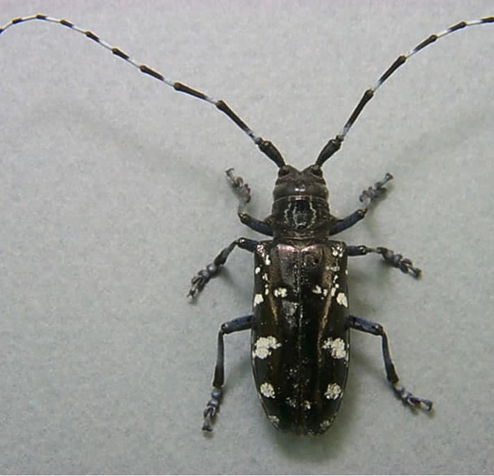 Asian Longhorn Beetles 59