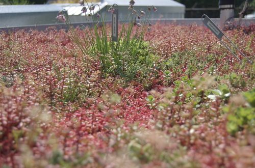 sample-4 green roof installation in brooklyn