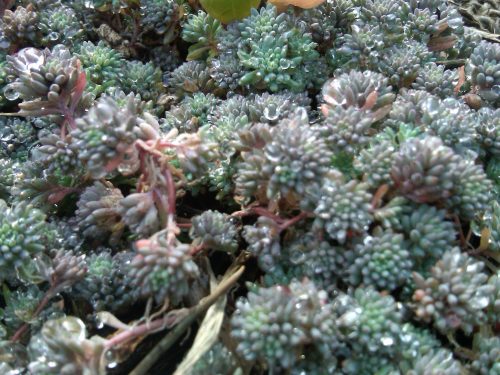 brooklyn green roof closeup