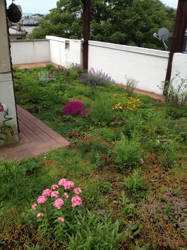NY Green Roof installers