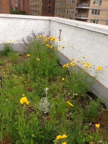 Here we used Gaia Soil as the growing medium (recycled Styrofoam) and native wildflowers.