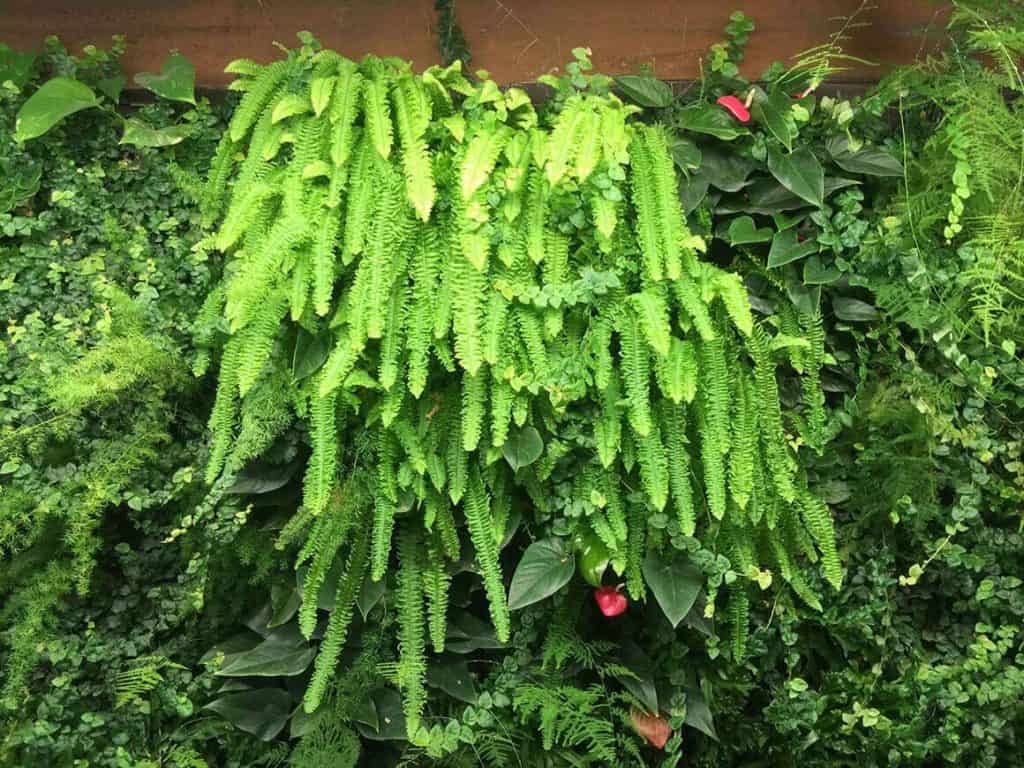 Living wall cascading fern