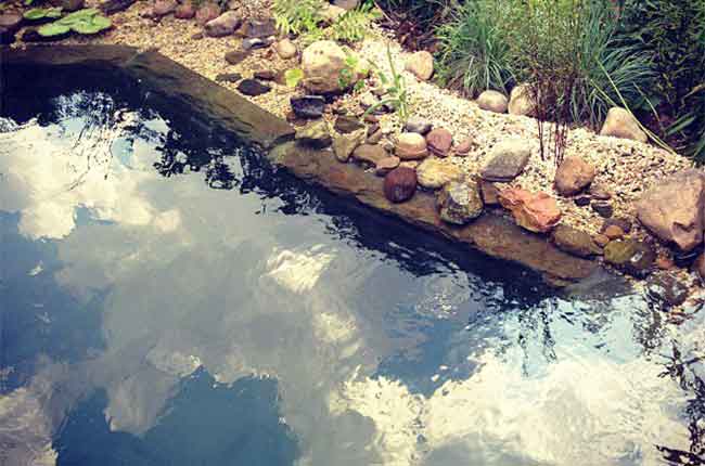 natural swimming pool designed and installed by Eco Brooklyn