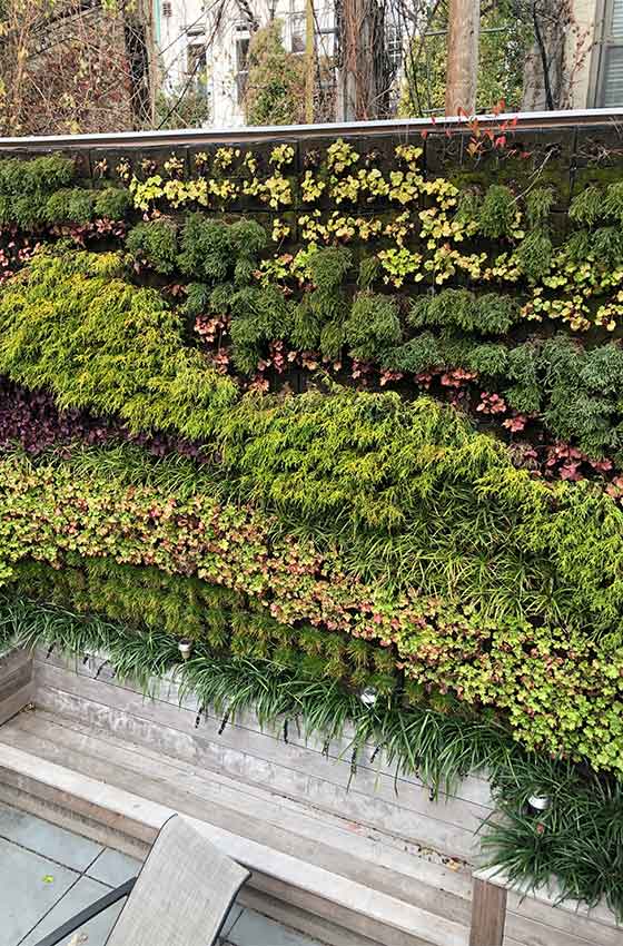 snapshot of an outdoor living wall designed as green wall exterior by Eco Brooklyn