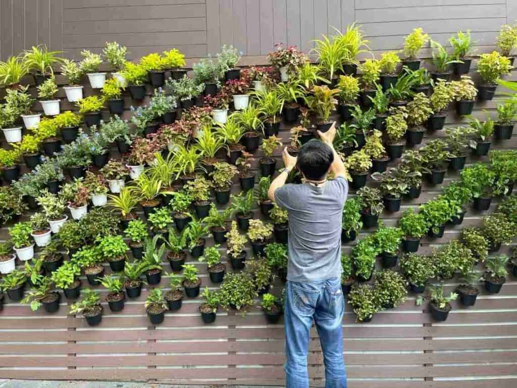 how to maintain a living wall with planters