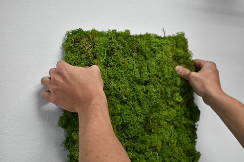preserved moss wall maintenance tips