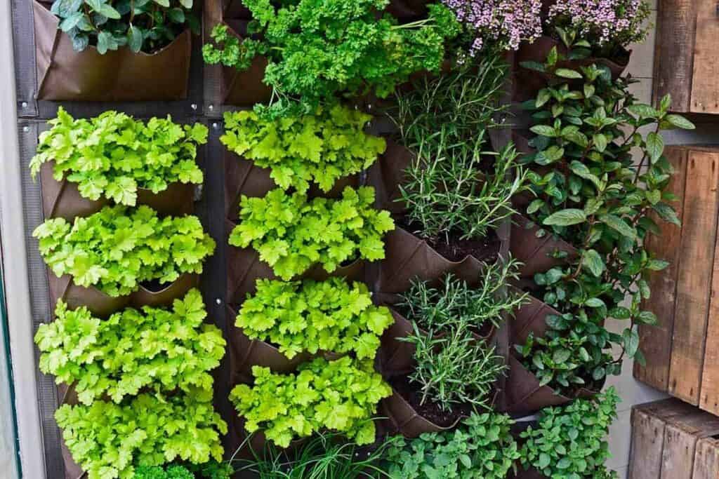 herb living wall