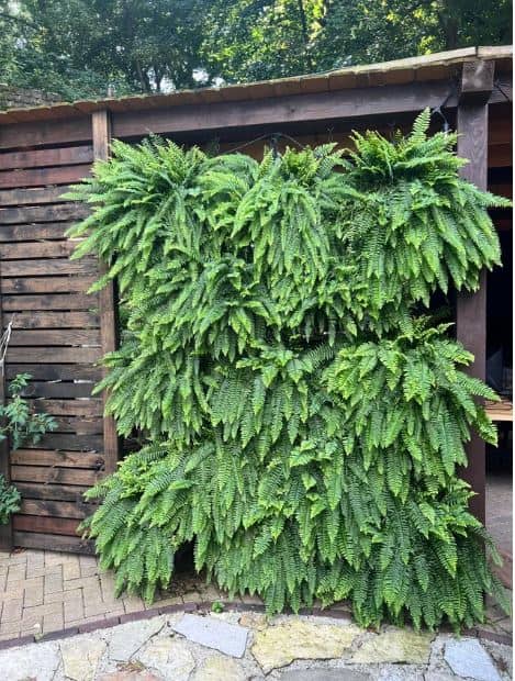 low maintenance fern living wall