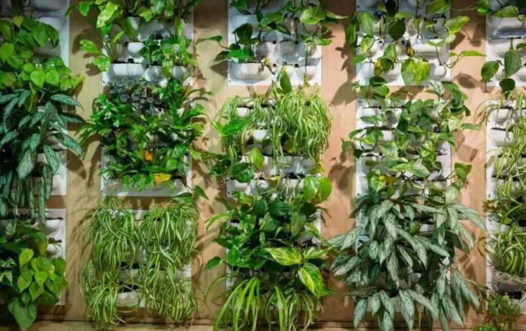 low light plants living wall