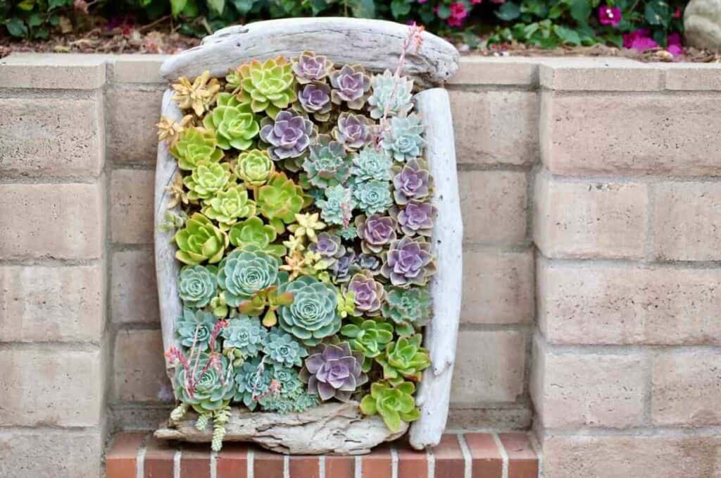 succulents wall low maintenance