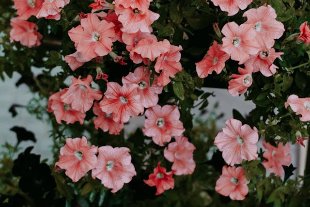 petunias-flowers-for-outdoor-living-walls