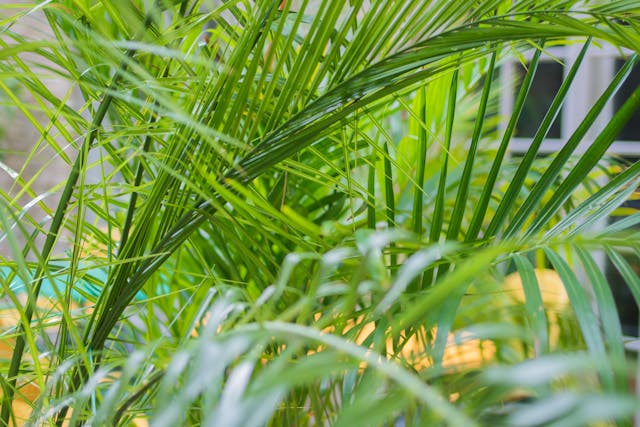 areca palm for cat-safe living wall