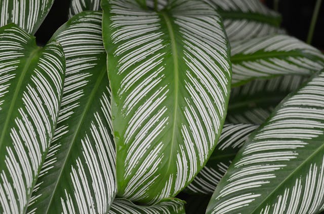 Calathea is cat-friendly