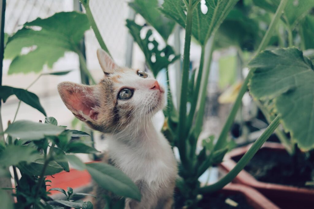 cat-safe living wall