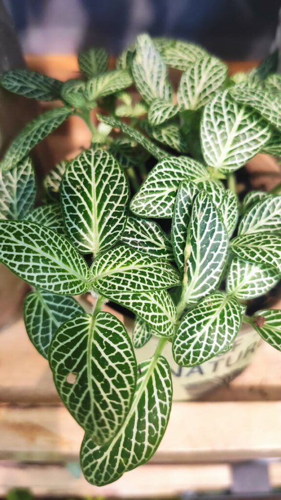 peperomia for cat-safe living walls