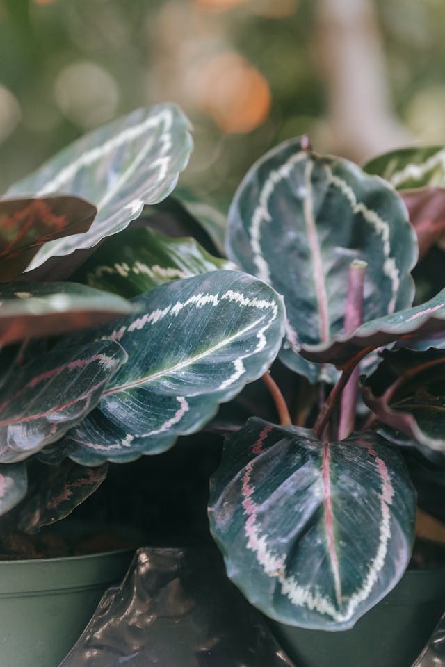 prayer plant is safe for cats