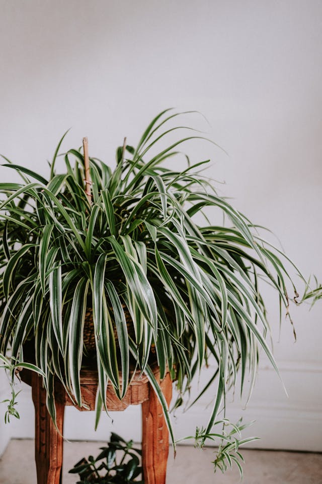 cat-safe living wall plant 