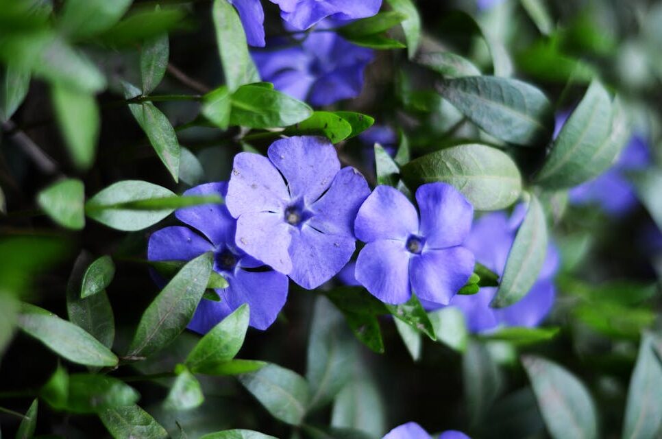 vinca living wall reduces carbon footprint