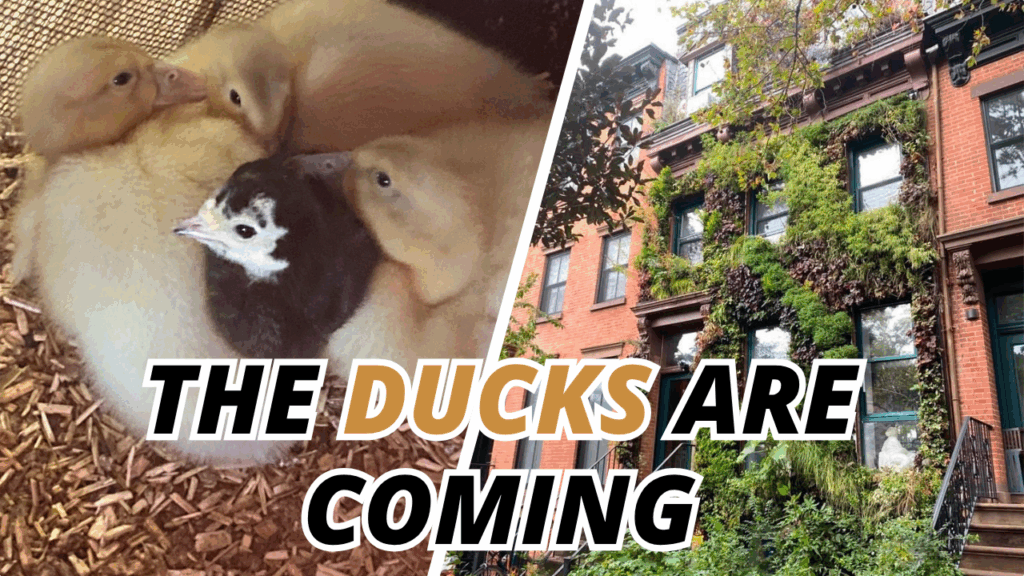 Ducks eco brooklyn show house